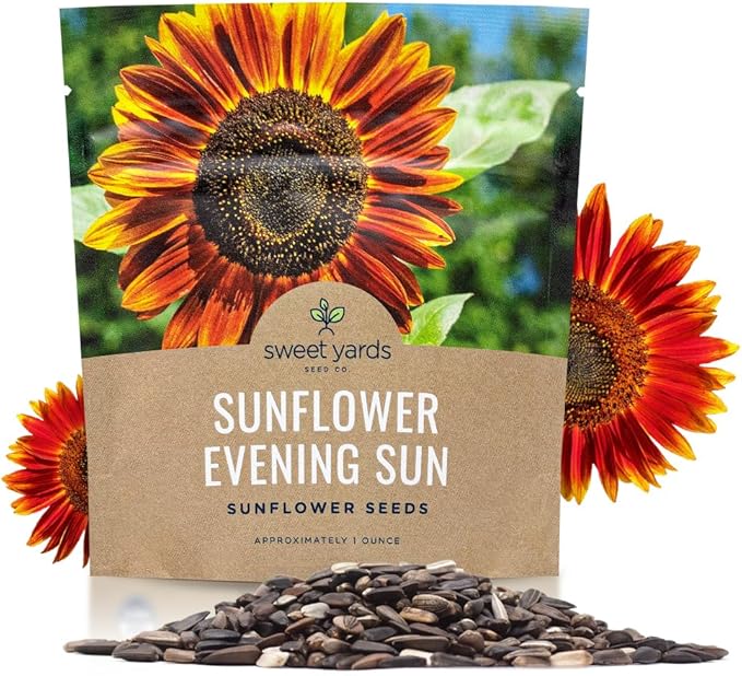 Evening Sun Sunflower Seeds - Extra Large 1 Ounce Packet - Over 1,200 Fresh Open Pollinated Non-GMO Flower Seeds - Helianthus annus - Large Glowing Blooms