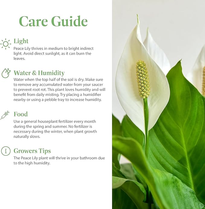 American Plant Exchange Peace Lily, Live Spathiphyllum Plants, 4-Inch Pots, 3 Pack in Deco Covers, Flowering Houseplants, Easy Care, Low Light, Perfect for Housewarming, Sympathy, or Party Gifts