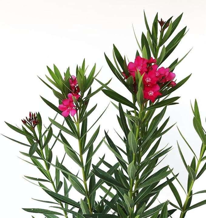 AMERICAN PLANT EXCHANGE Oleander Bush, Full-Size, Calypso Pink, Flowering Privacy Hedge, Live Outdoor Plant, 10-12ft Max Height, 10-Inch Pot, Hardy Evergreen Landscape Shrub