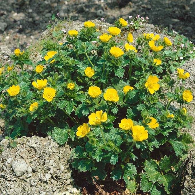 Outsidepride 500 Seeds Perennial Potentilla Gold Sovereign Woolly Cinquefoil Yellow Flower Seeds for Planting