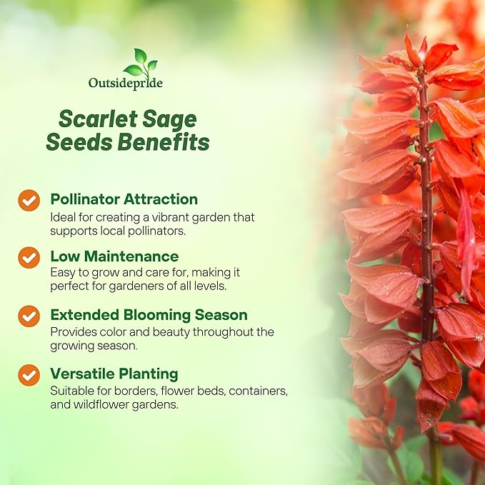 Outsidepride Salvia Coccinea Scarlet Sage Seeds for Planting - 1 Lb. Perennial, Heat-Tolerant Wildflower Seeds w/Red Blooms, Attracts Hummingbirds & Butterflies for Pollinator-Friendly Gardens