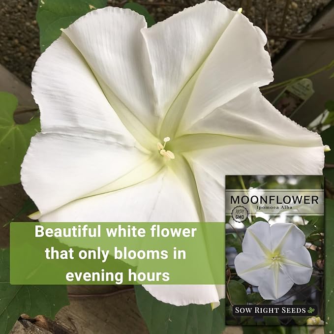 Sow Right Seeds - Moonflower (Ipomoea alba) Flower Seeds for Planting - Beautiful Flowers to Plant in Your Home Garden - Non-GMO Heirloom Seeds - Tall Annual Great for Cut Flowers - Wonderful Gift (1)