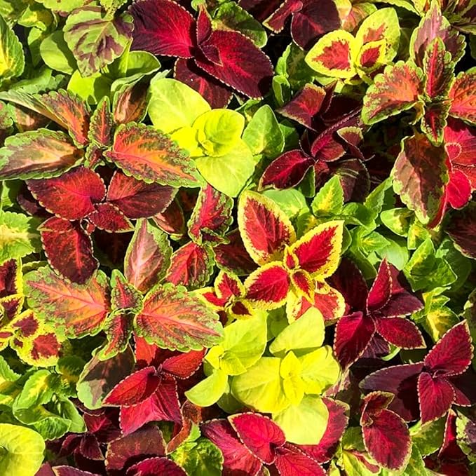 100+ Seeds Coleus Variety Mix (Black Dragon, Chocolate Covered Cherry, Wizard Coral Sunrise, French Quarter, Watermelon, Wizard Rose, Wizard Jade) - Flower Multicolor