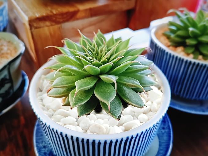 2.4lb Succulent and Cactus Bonsai DIY Rocks, White Gravel for Terrarium, Fairy Gardening, Top Dressing, Mini White Rocks