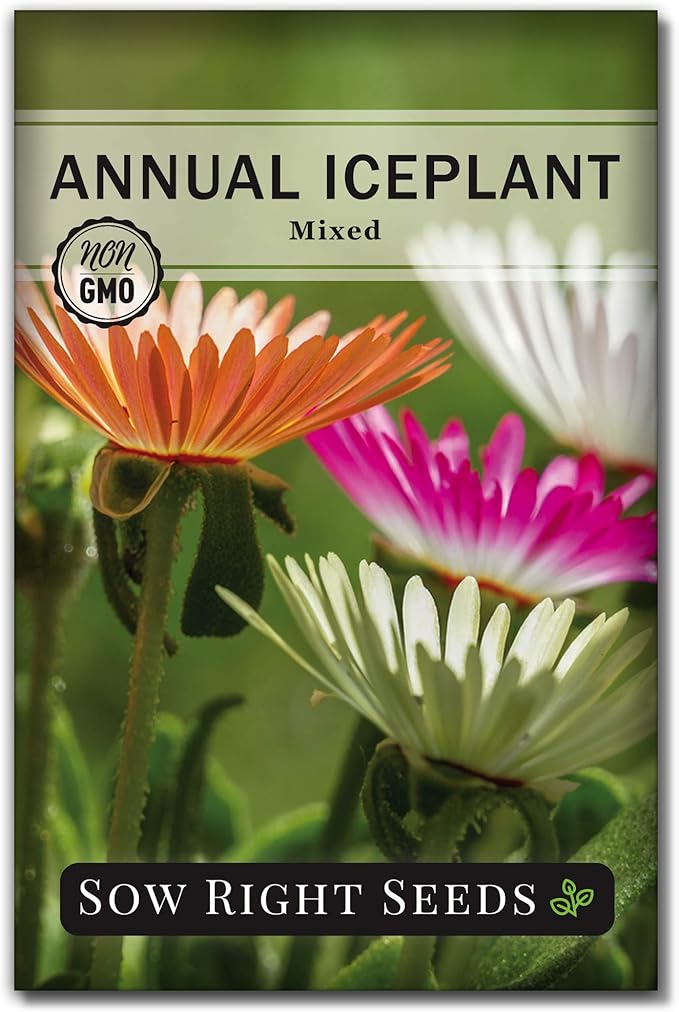 Sow Right Seeds - Ice Plant Flower Seeds for Planting - Non-Invasive Livingstone Daisy, Succulent Like Leaves - Beautiful Flowers to Plant in Your Garden - Non-GMO Heirloom Packet (1)