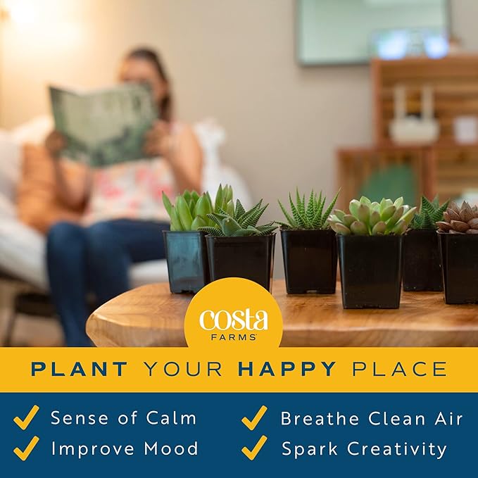 Costa Farms Succulents, Live Succulent Plants (18-Pack) Assorted Grower's Choice Live House Plants, Nursery Planter Pots, Potting Soil Mix, Bulk Gift for Baby Shower, Bridal Shower, DIY, Party Favors