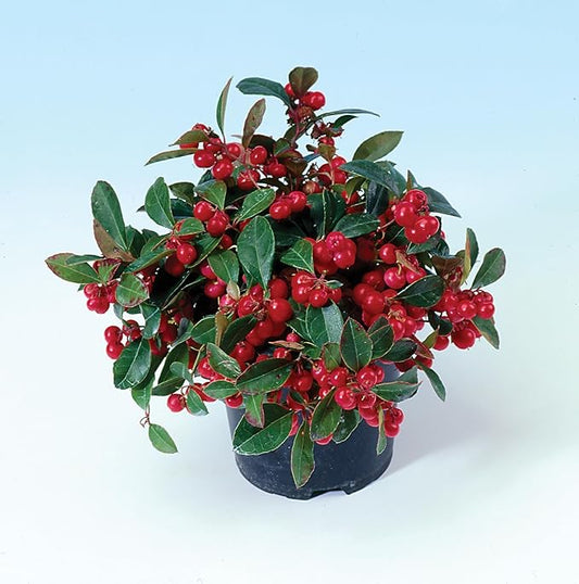 Burpee Live Herb | Real Red Berries | Wintergreen Minty Scent | Perfect Plant for both Winter (indoor) & Spring (outdoor) | Edible After Next Growth Cycle