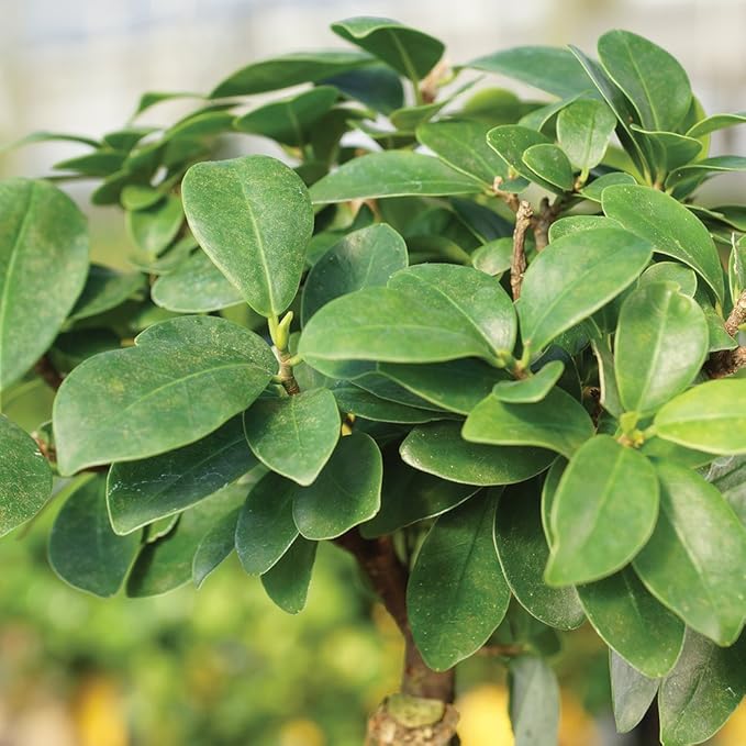 Brussel's Bonsai Live Ginseng Grafted Ficus Indoor Bonsai Tree Gift Set - Small, 4 Years, 6 to 8 in - Ceramic Bonsai Pot, Fertilizer, and Humidity Tray