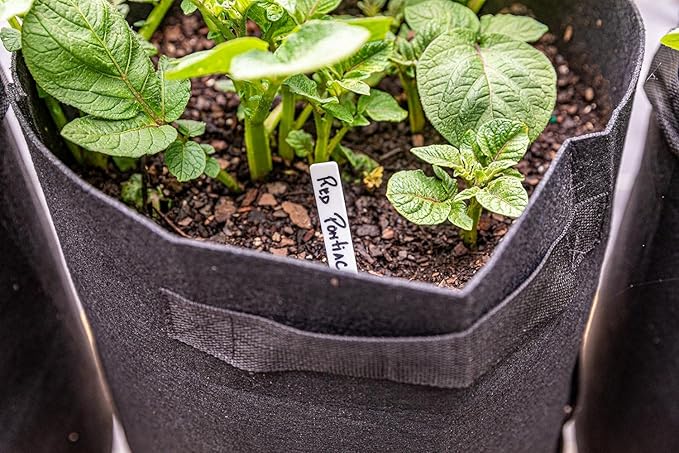 Gardzen 6 Pack BPA-Free 10 Gallon Vegetable Grow Bags with Access Flap and Handles, Suitable for Planting Potato, Taro, Beets, Carrots, Onions, Peanut