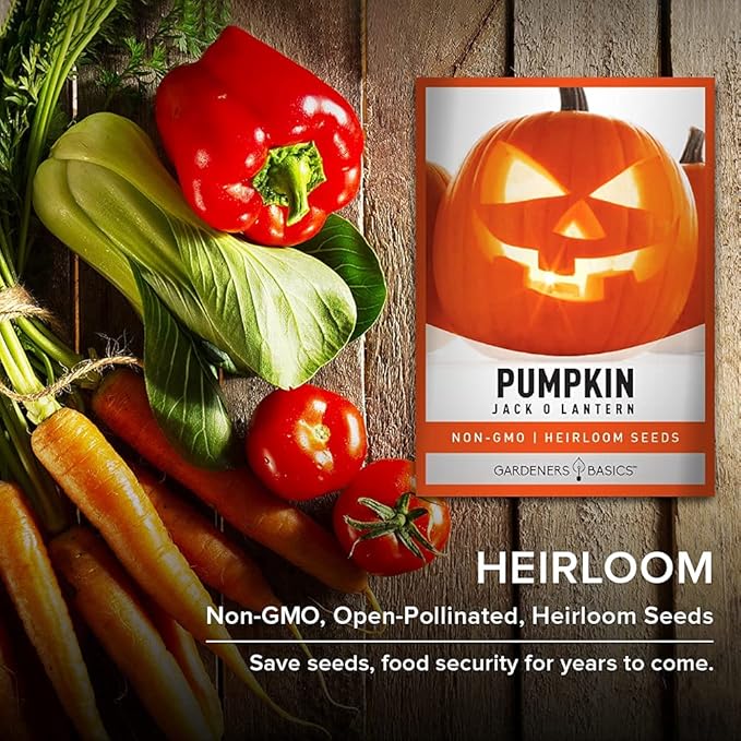 Gardeners Basics, Pumpkin Seeds for Planting (Jack O Lantern) Heirloom, Non-GMO Vegetable Variety- 2 Grams Seeds Great for Summer Pumpkin Gardens