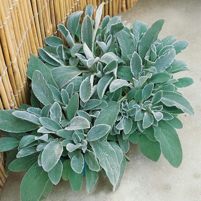 Outsidepride 1000 Seeds Perennial Stachys Byzantina Lamb's Ear Flower Seeds for Planting