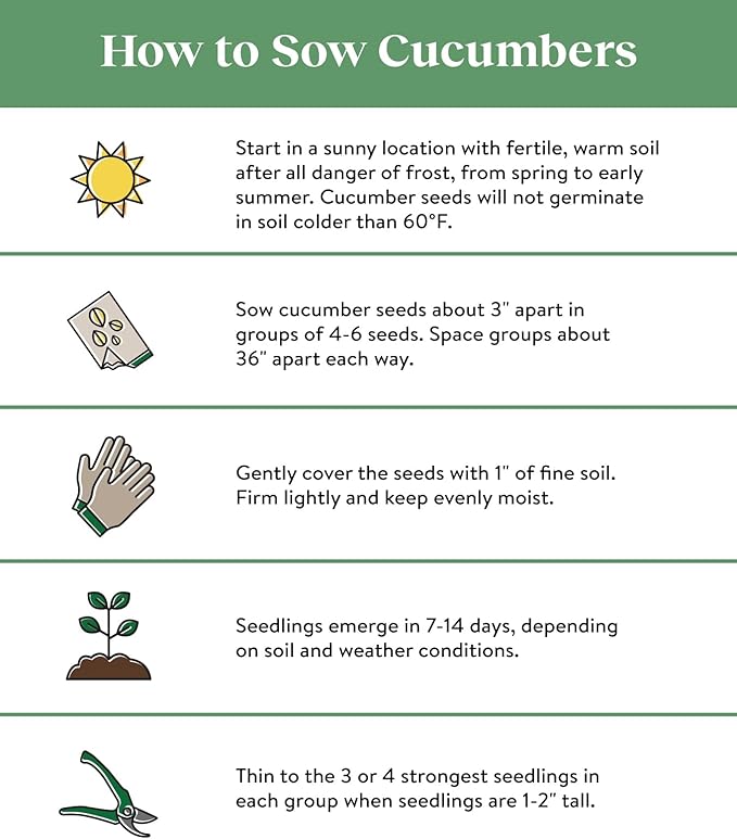 Burpee 'Supremo' Pickling Cucumber Seeds, 30 Non-GMO seeds, Container Friendly