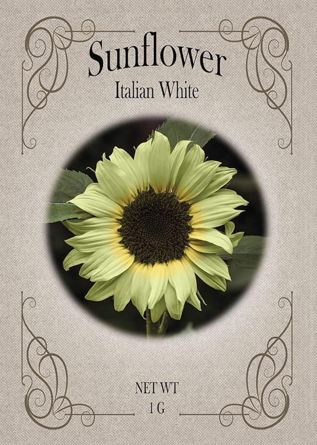 Black Duck Brand Set of Flower Seed Packets! Flower Seeds in Bulk - Great for Creating The Garden of Your Dreams! (50, Italian White Sunflower)