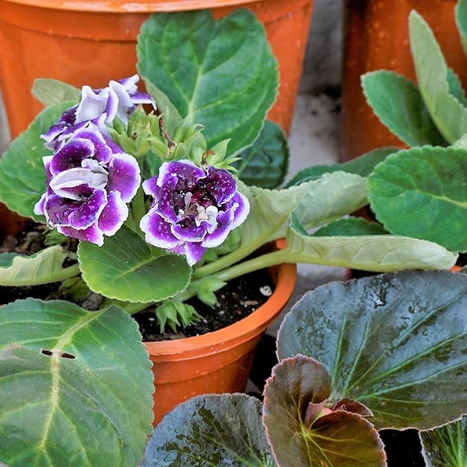 African Violet Potting Soil Mix 10qt, Pre-Mixed Acid Soil Ideal for African Violets to Ensure Optimal Nutrient Uptake and Vibrant Blooms
