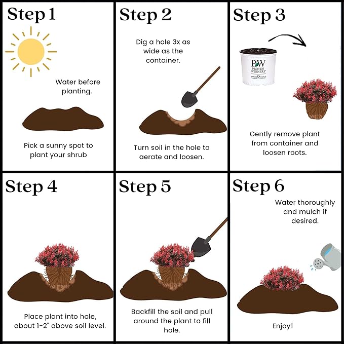 2 Gallon Proven Winner Sunjoy Mini Maroon Barberry Shrub