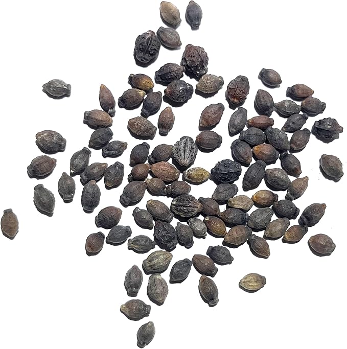 Seed Needs, Yellow Four O' Clock Seeds - 60 Heirloom Seeds for Planting Mirabilis Jalapa - Tender Perennial Flowers to Attract Butterflies, Hummingbirds & Other Pollinators (5 Packs)