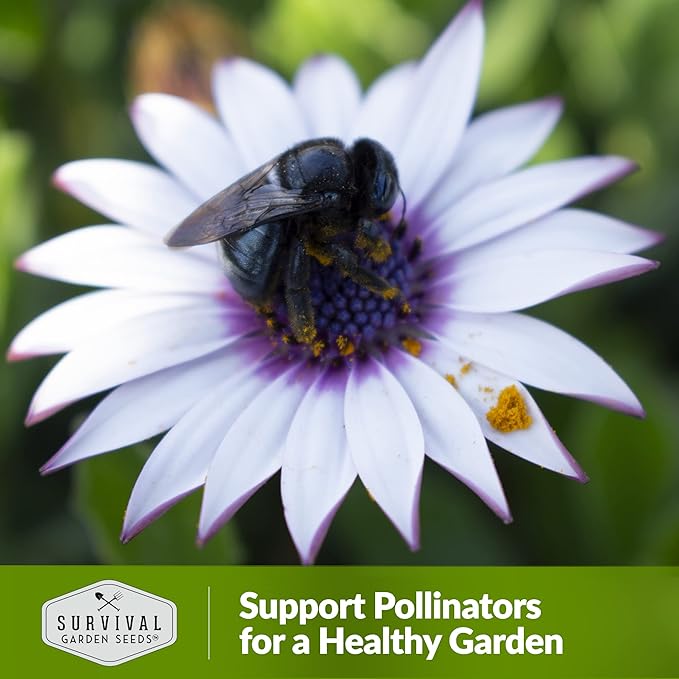 3 Packs Cape Daisy Seed for Planting - Packet with Instructions to Grow Beautiful White & Purple Osteospermum in Your Home Flower Garden - Non-GMO Heirloom Variety - Survival Garden Seeds