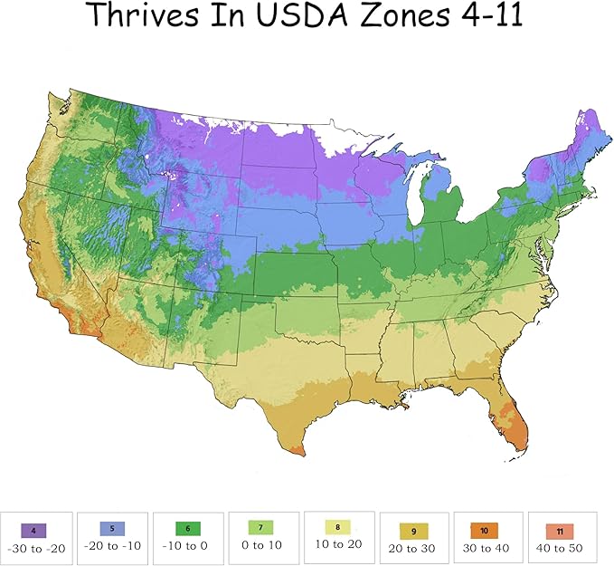 1 Gallon The White Knock Out® Rose Plant with Pure White Blooms