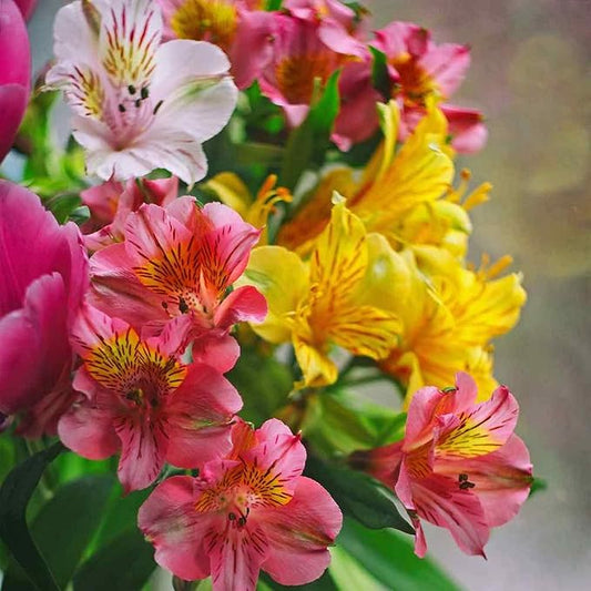 CHUXAY GARDEN Mix Peruvian Llily Seed 20 Seeds Alstroemeria Flower Ornamental Flowering Plant Showy Display Adding a Decorative Appeal