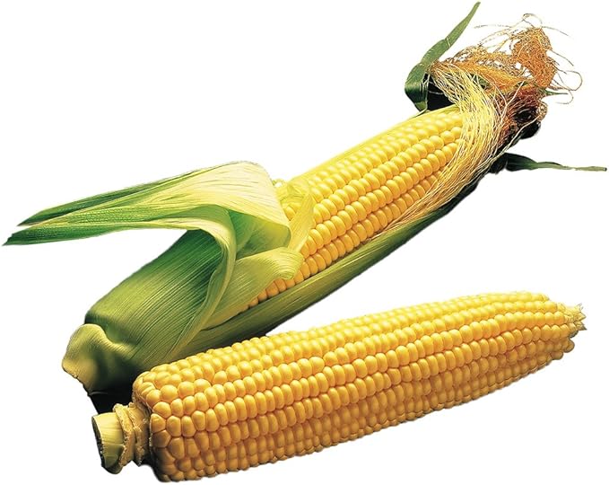Burpee Illini Xtra Sweet Sweet Corn Seeds 200 seeds