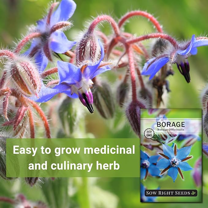 Sow Right Seeds - Borage Seed to Plant - Non-GMO Heirloom Seeds - Full Instructions for Easy Planting and Growing a Kitchen Herb Garden - Indoors or Outdoor - Great Gardening Gift (3)