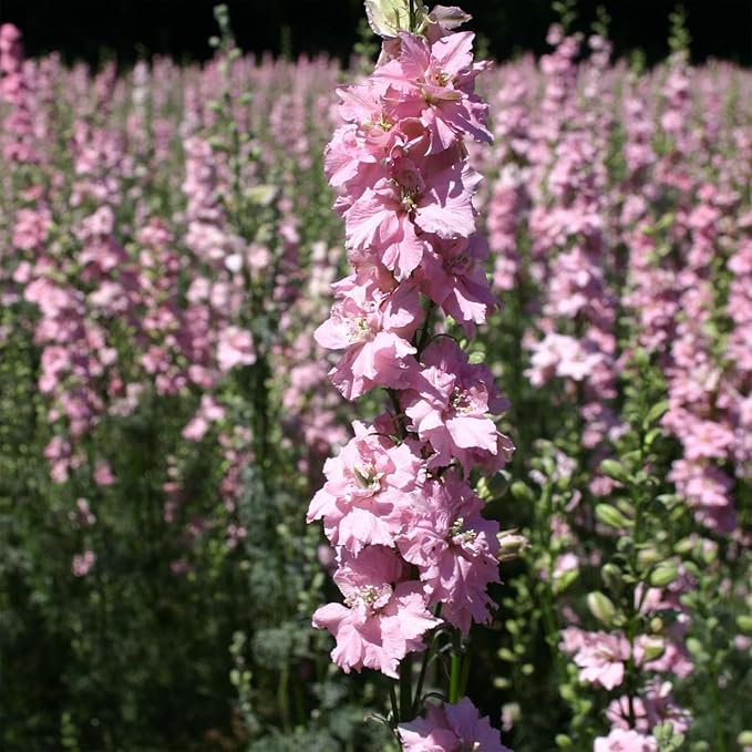 Outsidepride 1000 Seeds Delphinium Pink Larkspur Flower Seeds for Planting