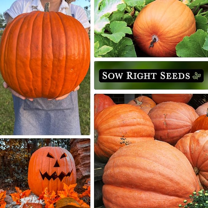 Sow Right Seeds - Big Max Pumpkin Seeds for Planting - Non-GMO Heirloom Packet with Instructions to Plant a Home Vegetable Garden - Decorative Autumn Variety for Carving - Giant Fast Growing (2)