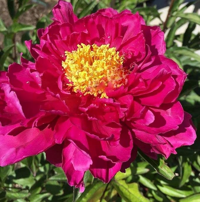 Peony Mix 25+ Seeds Flowers Planting for Outdoor Indoor