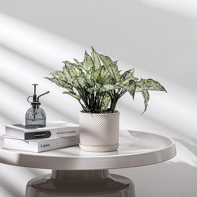 6 Inch Plant Pot: Ceramic Planter with Drainage Hole & Saucer for Indoor Outdoor Plants - Flowerpot with Bonded Tray for Home Office - Beaded Embossed Style, Cream White