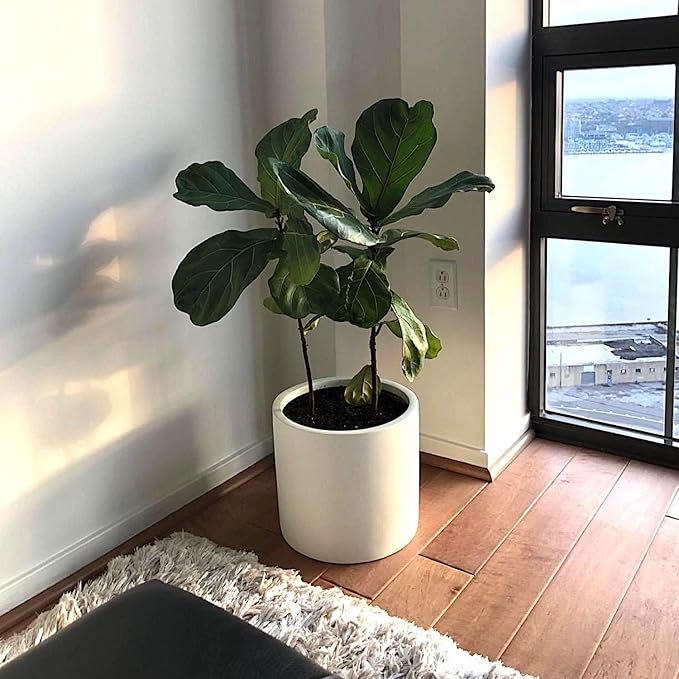 Fox & Fern Large 12 Inch Planter — Premium Lightweight Fiberstone Matte White Plant Pot w Drainage Plug; Large Indoor & Outdoor Floor Planter; 12 Inch Pots for Plants; Weather Resistant & UV Resistant