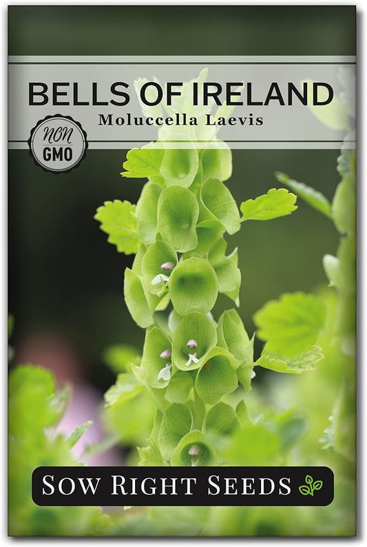 Sow Right Seeds - Bells of Ireland Flower Seeds for Planting - Unique Green Flowers to Plant in Your Home Garden - Non-GMO Heirloom Packet with Instructions - Annual Blooms Attract Pollinators