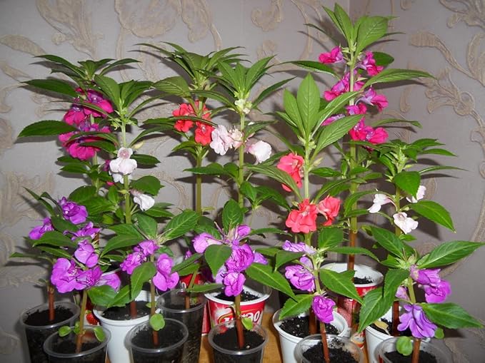50+ Colorful Garden Balsam Impatient - Flower Mix