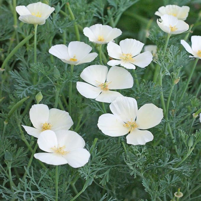 Outsidepride 1 lb. Annual Eschscholzia California Poppy White Linen Wild Flower Seeds