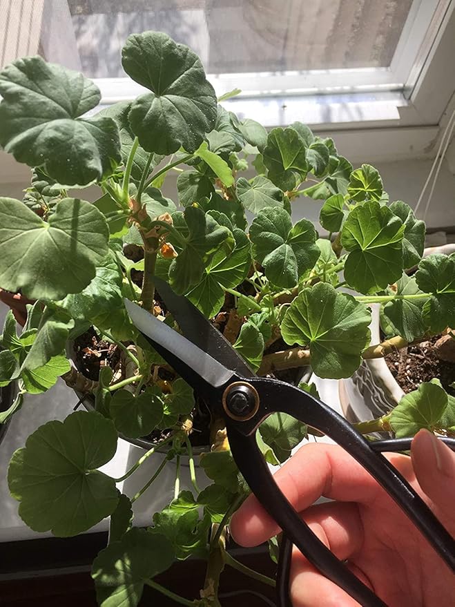 GARDEN GURU Bonsai Scissors - Traditional Butterfly Bonsai Pruner Shear for Precise Trimming Pruning and Deadheading of Flowers Plants, Japanese Bonsai Garden Tools (200mm 2 Pack)