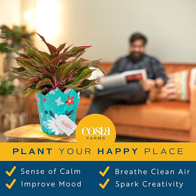 Costa Farms Chinese Evergreen, Live Indoor Plant, Potted Houseplant in Gift Wrap Planter, New House Gift, Birthday, Room Décor, Home or Office Decor, 14-Inches Tall