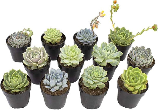 Altman Plants, Echeveria Succulents Live Plants (12PK), Live Succulents Plants Live Houseplants, Live Indoor Plants Succulent Plants, Succulent Plant House Plants Indoors Live Succulent Party Favors