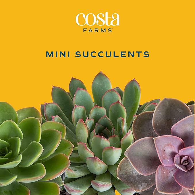 Costa Farms Succulent Plant, Live Indoor Mini Succulent Plant in Cute Succulents Plant Pot, Potting Soil Mix, Grower's Choice, Easy Grow Houseplant, Tabletop, Office, Room Decor, 2-Inches Tall