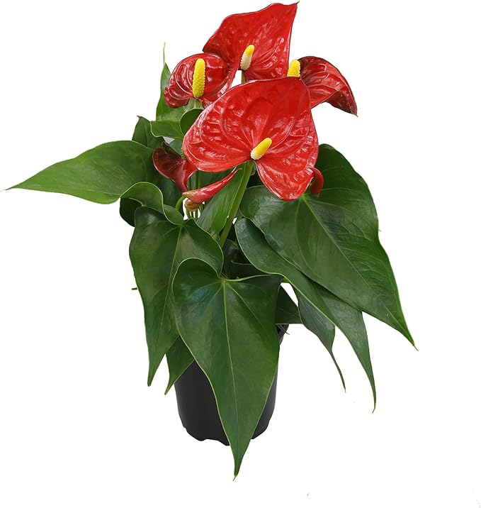4" Red Anthurium Live Plant Decor, Live House Plants, Anthuriums Live Plants Indoor Plants Live Houseplants, Real Plants Indoor Live Plants, Easy Plant Lover Gifts for Plant Lovers by Plants for Pets