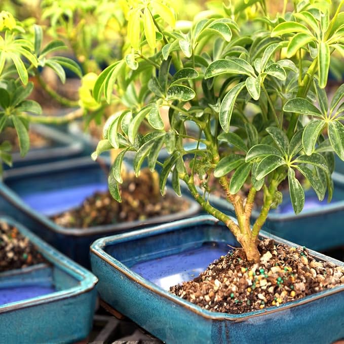 Brussel's Bonsai Live Hawaiian Umbrella Bonsai Tree - Medium, 5 Year, 6 to 10 Inches - Indoor Bonsai Tree with Water Bonsai Pot and Bonsai Tray