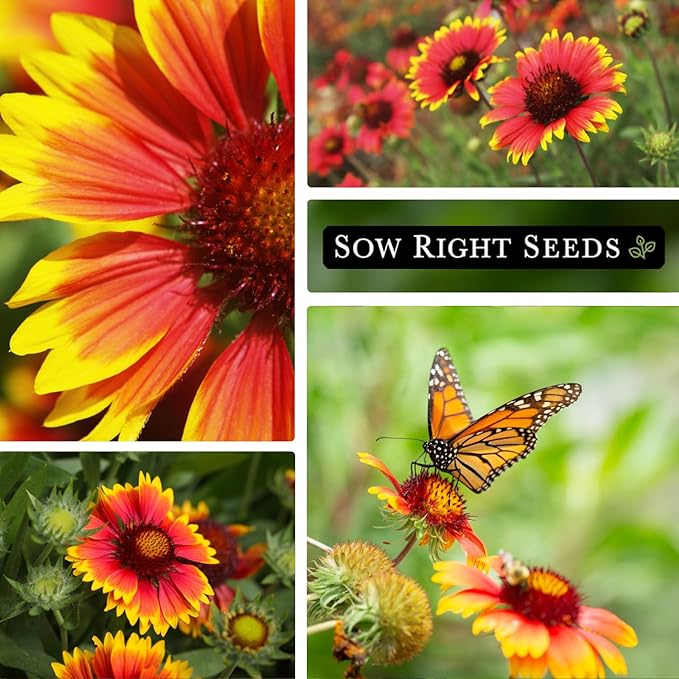 Sow Right Seeds - Blanket Flower Seeds for Planting - Non-GMO Heirloom Seeds Packet with Instructions to Plant Your Garden - Perennial Indian Gaillardia - Grow Native Gardens, Add a Color Bonanza (1)