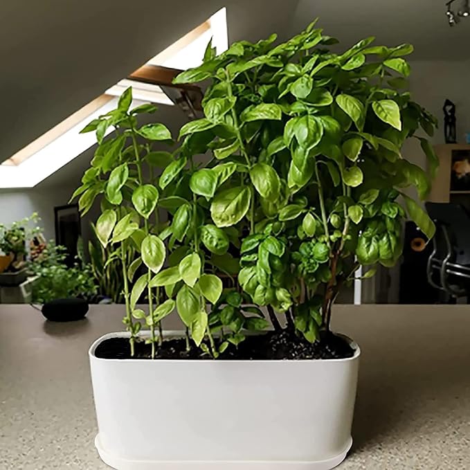 20 Set Window Herb Planter Box Rectangular,8.5x3.5 Inch White Plastic Planters with Multiple Drainage Holes and Trays,Indoor Succulent Cactus Mint Flower Pot for Windowsill,Garden Balcony