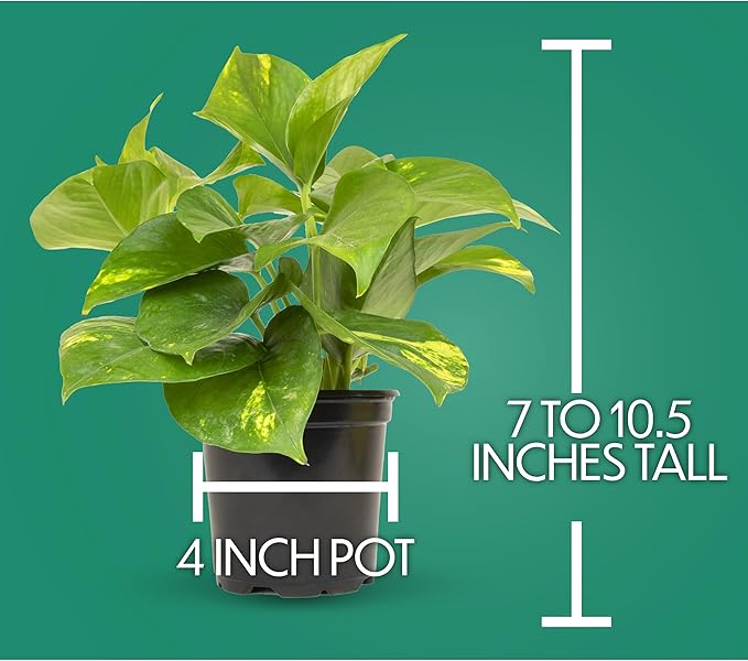 Essential Houseplant Collection (3PK) Live Plants Indoor Plants Live Houseplants in Plant Pots, Easy House Plants Indoors Live, Snake Plant, Pothos in Potting Soil, Clean Air Plants by Plants for Pets