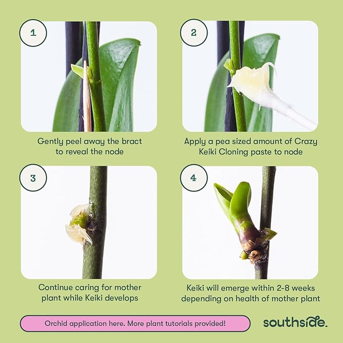 Keiki Cloning Paste by Southside Plants - Miracle Growth for Orchids & Houseplants - Generate New Life with Cytokinin, Hormones & Vitamins - 0.25oz x 2