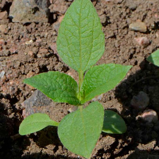 Seed Needs, Mexican Sunflower Seeds - 100 Heirloom Seeds for Planting Tithonia rotundifolia - Annual Wildflower That Attracts Pollinators/Butterflies (2 Packs)