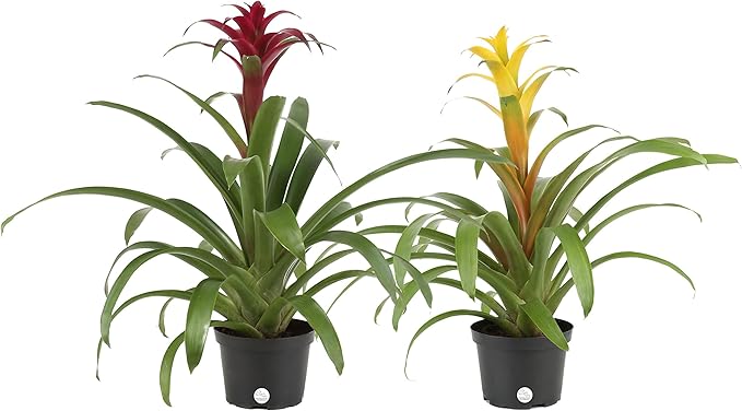 Costa Farms Blooming Bromeliad, Live Indoor Plant, Grower's Choice, Assorted Colors - Red, Pink, Orange, Yellow, Ships in 6-Inch Grower Pot, 2-Pack, Fresh From Our Farm