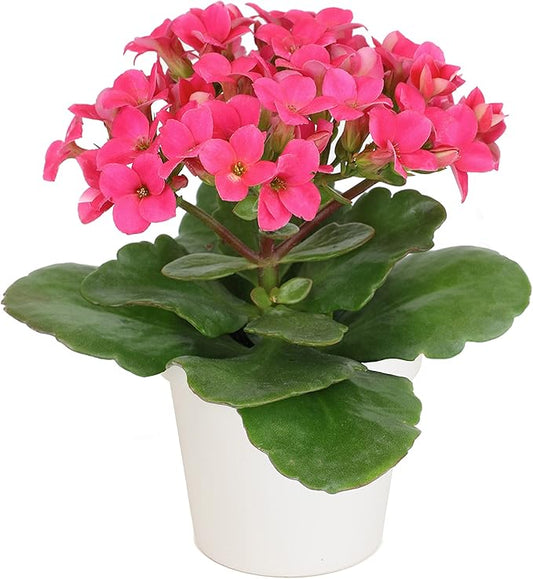 Kalanchoe Plant Succulents Plants Live Houseplants in White Planter, Live Succulents Live House Plants, Succulent Plants Live Plants Indoor Plants, Live Succulent Plant Lover Gifts by Plants for Pets
