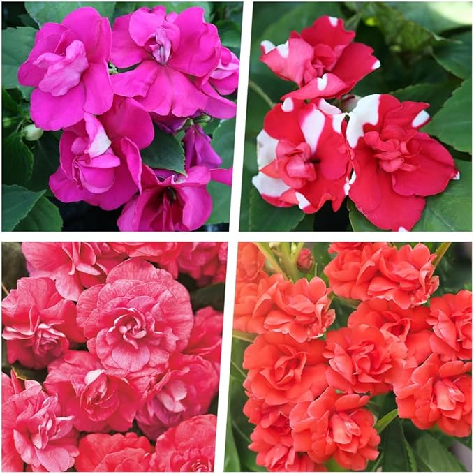 500+Impatiens Mixed Seeds for Planting Outdoor-Perennial Impatiens Balsamina Plants Ornamental Garden Potted Bonsai Indoor