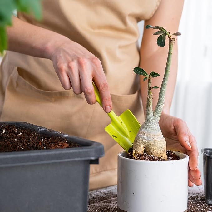 Organic Money Tree Soil Mix 10qt, Indoor Plants Potting Mix for All Potted Money Tree, Grow Healthy houseplants Indoors