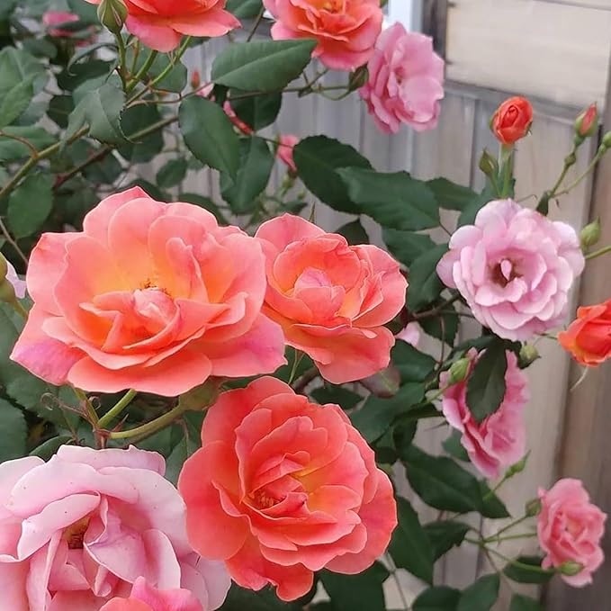 1 Gallon,The Coral Knock Out® Rose Plant with Brick Orange Fading to Coral Blooms