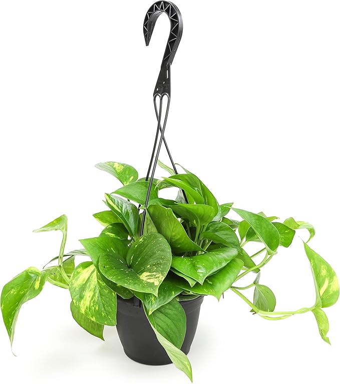 Golden Pothos Plant Live in Hanging Planter Pot Live by Plants for Pets, 1 Count